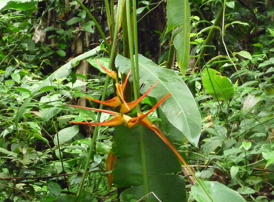 Carara National Park