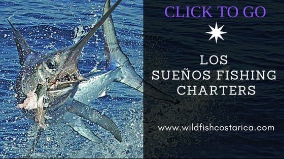 Visit Wild Fish Costa Rica